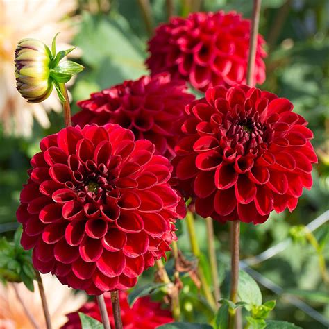 Dahlia 'Red Fox' | White Flower Farm