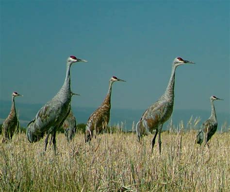 Spot Sandhill Cranes in Idaho This Fall | Visit Idaho