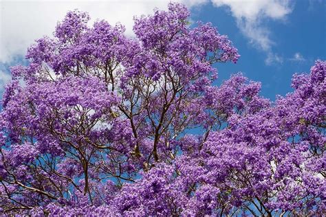 HD wallpaper: purple cherry blossom tree, Jacaranda, Flowers, Australia, pretty | Wallpaper Flare