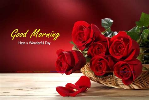 Good Morning Photos Have a Wonderful Day Images | Rose flower hd, Beautiful red roses, Rose