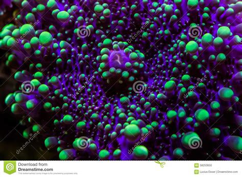 Ricordea coral stock photo. Image of fluoresced, colors - 58253650