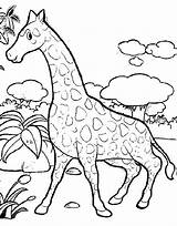 Gambar Jerapah Untuk Mewarnai Art Coloring Pages Zoo Animal  Riset sketch template