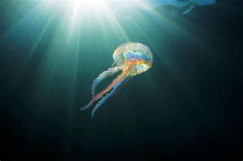 Mauve Stinger Jellyfish Photograph by Alexander Semenov/science Photo Library - Fine Art America