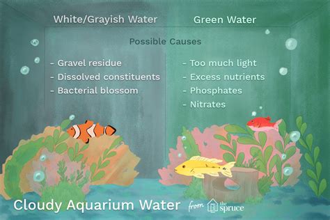 Cloudy Aquarium Water Causes and Cures