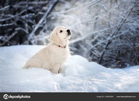 Golden Retriever Puppy Outdoors Winter — Stock Photo © ots-photo #319603594