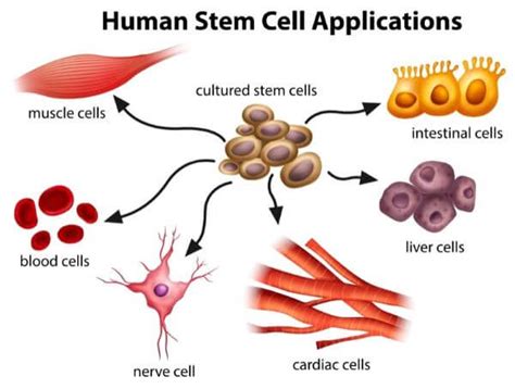 Differentiation Meaning In Biology - Henrietta Cross News