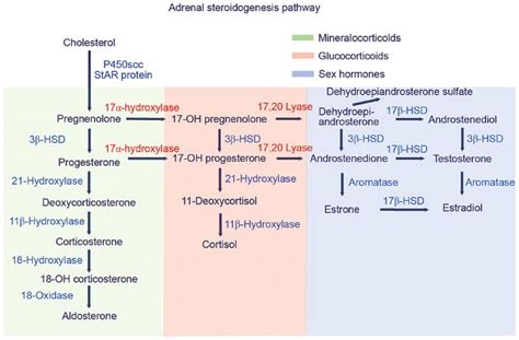 Schematic of the adrenal steroidogenesis biosynthesis pathway. HSD,... | Download Scientific Diagram