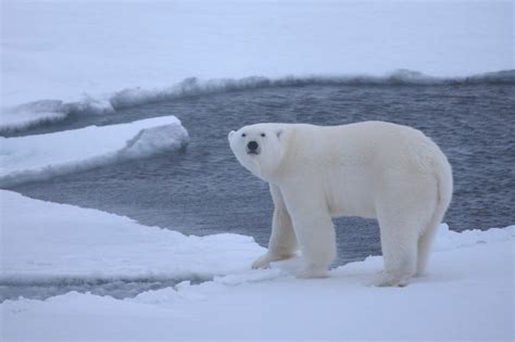 Polar Bears Don’t Go Into Hibernation-Like State in Summer, Researchers ...