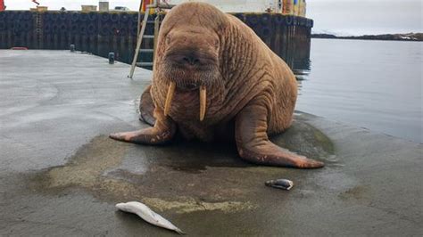 Brit sensation Thor the wandering walrus spotted in Iceland after leaving UK - World News ...