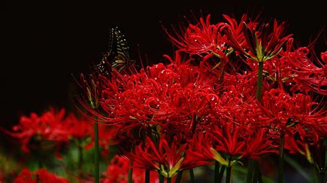 Spider lilies, flower, crin, spider lily, red black, HD wallpaper | Peakpx