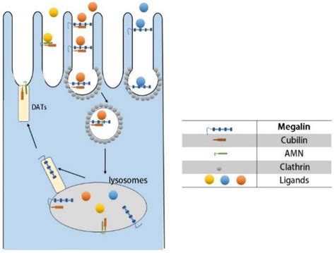 Pharmaceuticals | Free Full-Text | Renal Proximal Tubular Cells: A New Site for Targeted ...