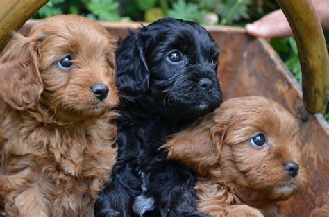 Toy Cavoodles :) ~~almost bought him one of these today! I promise u baby.......for Xmas,.....we ...