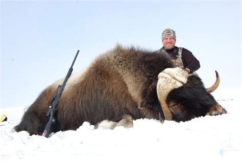 Musk Ox Hunts | Henik Lake Adventures