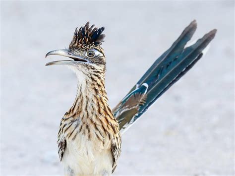 What is the State Bird of New Mexico? (And Why?) | Birdfact