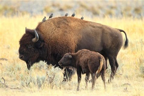 Bison Range, Montana - Discovering Montana