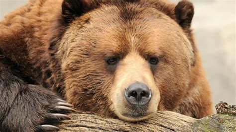 bears, Nature, Animals, Closeup, Face, Claws Wallpapers HD / Desktop and Mobile Backgrounds