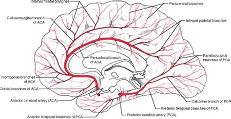 Cerebrovascular Anatomy and Regional Blood Supply | Radiology Key