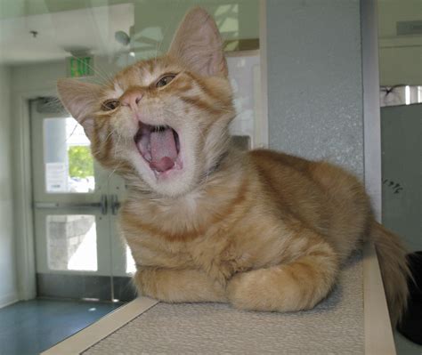 Yawning Kitten | This is a yawing kitten at the shelter wher… | Flickr