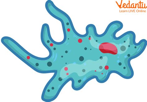 Amoeba: Structure, Function, and Parts of Amoeba