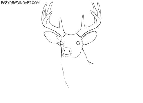 How To Draw Deer Drawing Deer Step By Step Drawing Gu - vrogue.co