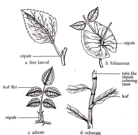 A typical plant leaf (Different parts and types) - Online Science Notes