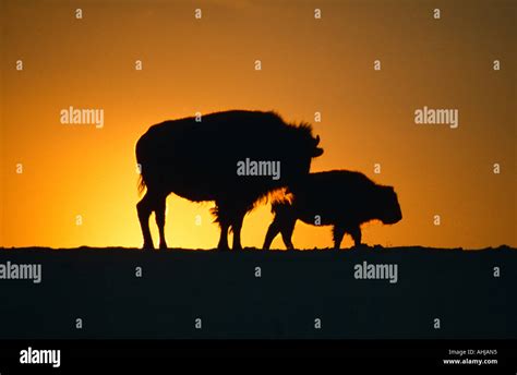 Silhouette of two bison sunset Stock Photo - Alamy