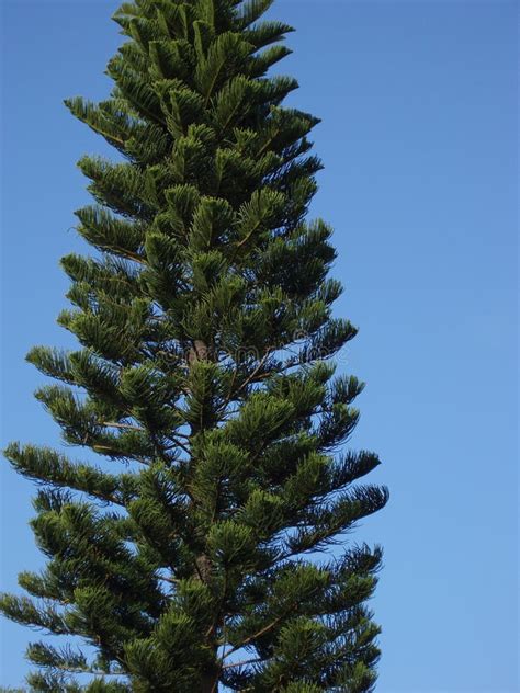 Norfolk island pine tree stock photo. Image of pine - 256010474