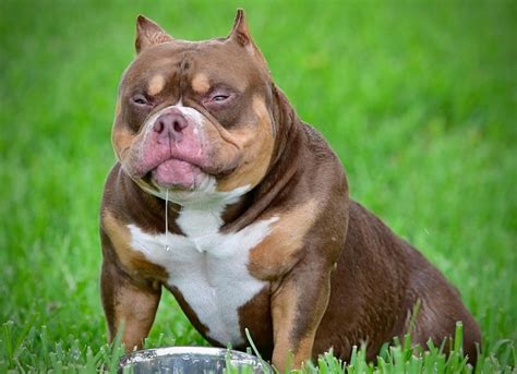 BEST FAMILY DOG BREEDS: WATCH AMERICAN BULLY BREED VIDEOS & PLAYLISTS ON YOUTUBE