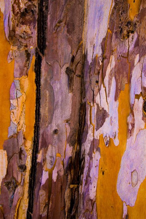 Free Images : tree, wood, trunk, travel, rust, color, autumn, asia ...