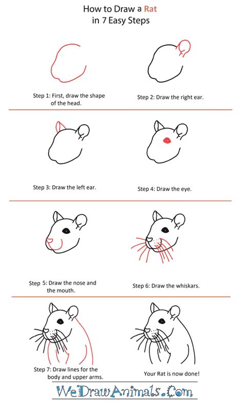 How to Draw a Rat Head