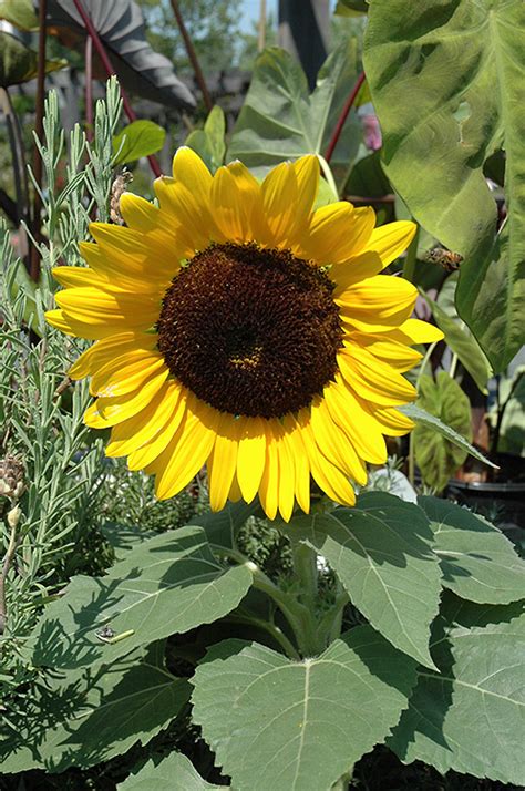 Miss Sunshine Annual Sunflower (Helianthus annuus 'Miss Sunshine') in Wilmette Chicago Evanston ...