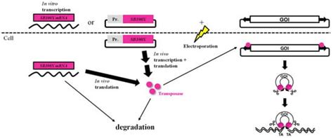 Biomolecules | Free Full-Text | Enhanced Biosafety of the Sleeping Beauty Transposon System by ...