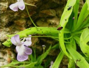 Butterwort Plant – Branson's Wild World