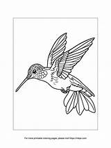 Unleash Your Creativity With A Coloring Page Hummingbird sketch template