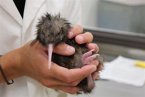 SunLive - 100th kiwi chick born at Pukaha - The Bay's News First