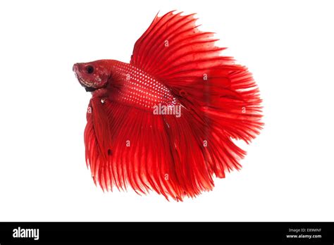 Red halfmoon betta fighting fish Stock Photo - Alamy