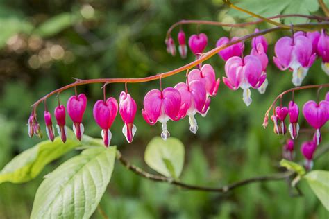 11 Best Perennial Flowers for Early Spring