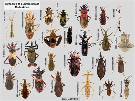 Reduviidae Subfamilies & Tribes of the World | Tribes of the world ...