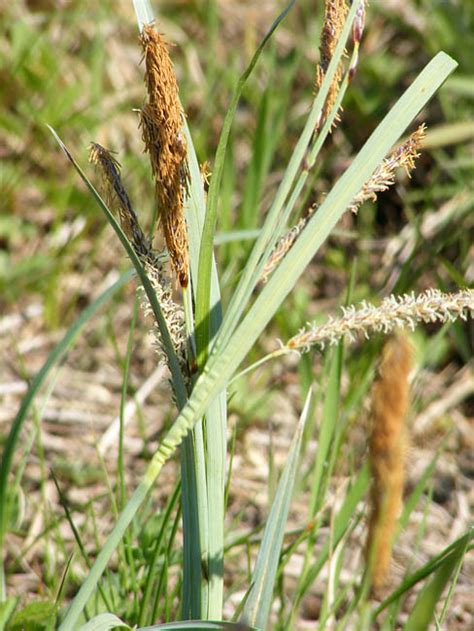 Loire Valley Nature: Sedges - Carex spp