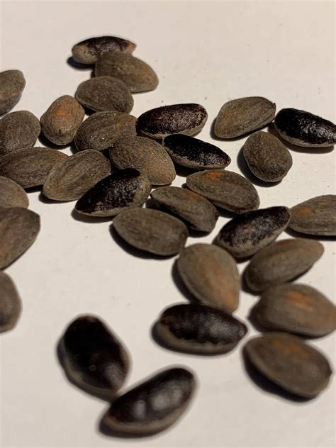 identification - Identify these seeds - Gardening & Landscaping Stack ...