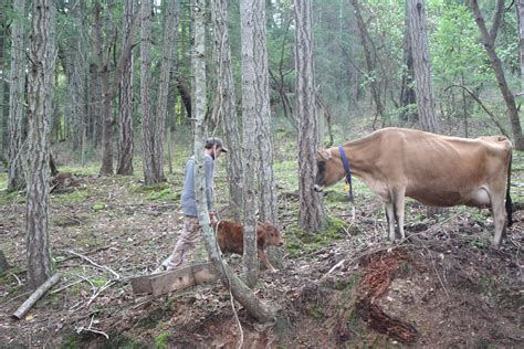 A Short Mushroom Hunting Narrative - Venison for Dinner