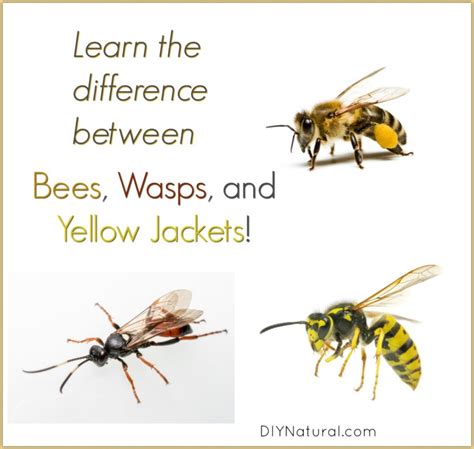 Yellow Jacket Vs Bee: Differences of Bees, Wasps, & Yellow Jackets