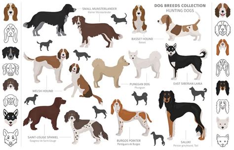 Dog breeds of the American Kennel Club: Sporting Group – Pets