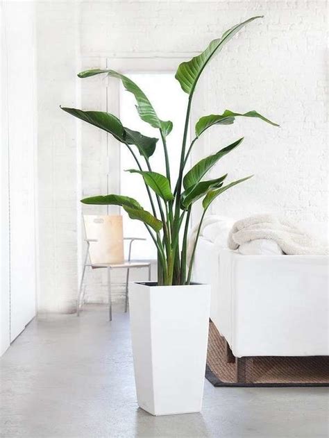 20++ Big Plants For Living Room - PIMPHOMEE