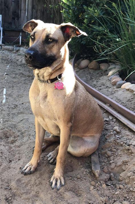 Adopted - Sweet Sammy - 2 YO Female Belgian Malinois German Shepherd ...