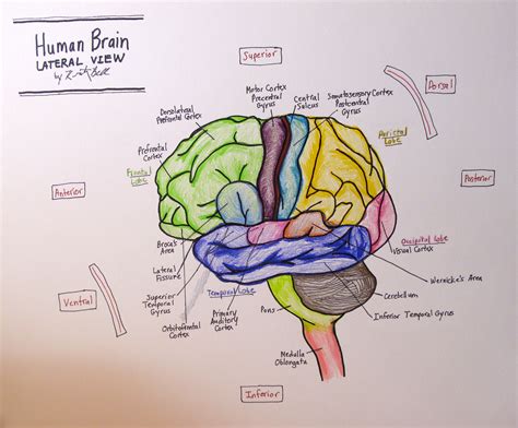 Brain Drawing With Labels at GetDrawings | Free download