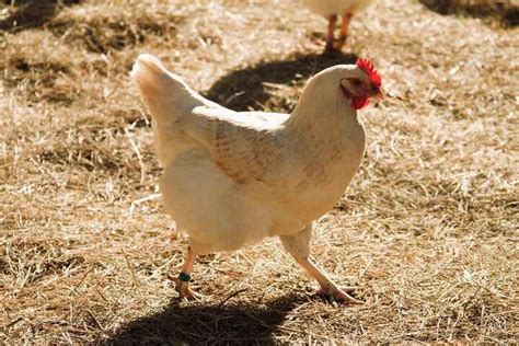 Amberlink Chicken Breed Care Guide - Know Your Chickens