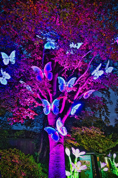 Wild Lanterns at Woodland Park Zoo is a mesmerizing, illuminated ...