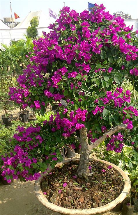 grow bougainvillea from cuttings - Green Ahmedabad: