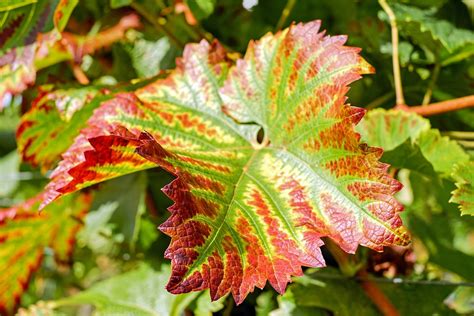 Feuille De Vigne Coloré - Photo gratuite sur Pixabay